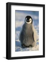 Baby Emperor Penguin-DLILLC-Framed Photographic Print