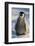 Baby Emperor Penguin-DLILLC-Framed Photographic Print