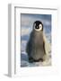 Baby Emperor Penguin-DLILLC-Framed Photographic Print