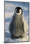 Baby Emperor Penguin-DLILLC-Mounted Photographic Print