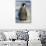 Baby Emperor Penguin-DLILLC-Photographic Print displayed on a wall