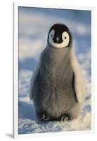 Baby Emperor Penguin-DLILLC-Framed Photographic Print