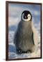 Baby Emperor Penguin-DLILLC-Framed Photographic Print