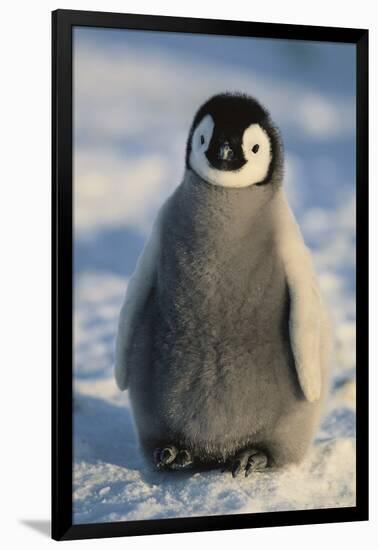 Baby Emperor Penguin-DLILLC-Framed Photographic Print