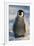 Baby Emperor Penguin-DLILLC-Framed Photographic Print