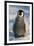 Baby Emperor Penguin-DLILLC-Framed Photographic Print