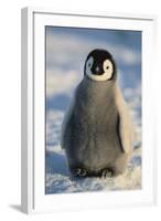 Baby Emperor Penguin-DLILLC-Framed Photographic Print