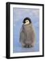 Baby Emperor Penguin-DLILLC-Framed Photographic Print