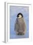 Baby Emperor Penguin-DLILLC-Framed Photographic Print