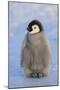 Baby Emperor Penguin-DLILLC-Mounted Photographic Print