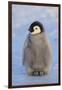 Baby Emperor Penguin-DLILLC-Framed Photographic Print