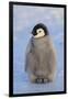 Baby Emperor Penguin-DLILLC-Framed Photographic Print