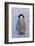 Baby Emperor Penguin-DLILLC-Framed Photographic Print