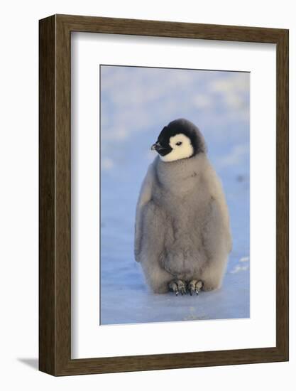 Baby Emperor Penguin-DLILLC-Framed Photographic Print