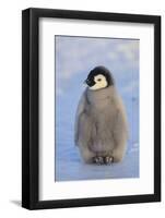 Baby Emperor Penguin-DLILLC-Framed Photographic Print