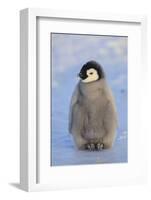 Baby Emperor Penguin-DLILLC-Framed Photographic Print