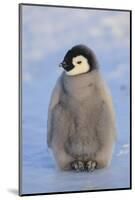 Baby Emperor Penguin-DLILLC-Mounted Photographic Print