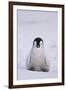 Baby Emperor Penguin-DLILLC-Framed Photographic Print