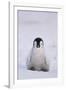 Baby Emperor Penguin-DLILLC-Framed Photographic Print