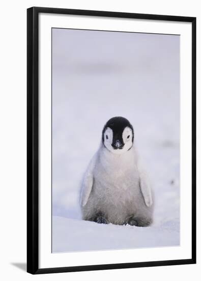 Baby Emperor Penguin-DLILLC-Framed Photographic Print