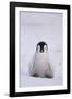 Baby Emperor Penguin-DLILLC-Framed Photographic Print