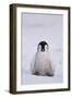 Baby Emperor Penguin-DLILLC-Framed Photographic Print