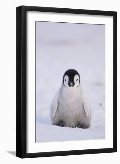 Baby Emperor Penguin-DLILLC-Framed Photographic Print