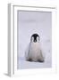 Baby Emperor Penguin-DLILLC-Framed Photographic Print