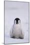 Baby Emperor Penguin-DLILLC-Mounted Photographic Print