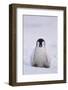 Baby Emperor Penguin-DLILLC-Framed Photographic Print