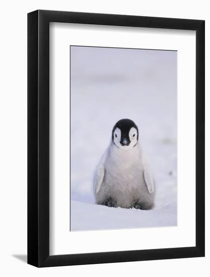 Baby Emperor Penguin-DLILLC-Framed Photographic Print