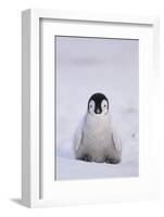 Baby Emperor Penguin-DLILLC-Framed Photographic Print