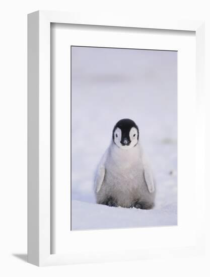 Baby Emperor Penguin-DLILLC-Framed Photographic Print