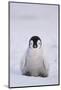 Baby Emperor Penguin-DLILLC-Mounted Photographic Print