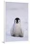 Baby Emperor Penguin-DLILLC-Framed Photographic Print