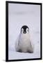 Baby Emperor Penguin-DLILLC-Framed Photographic Print