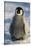 Baby Emperor Penguin-DLILLC-Stretched Canvas