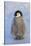 Baby Emperor Penguin-DLILLC-Stretched Canvas