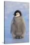 Baby Emperor Penguin-DLILLC-Stretched Canvas