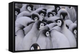 Baby Emperor Penguins-DLILLC-Framed Stretched Canvas