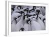 Baby Emperor Penguins-DLILLC-Framed Photographic Print