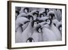 Baby Emperor Penguins-DLILLC-Framed Photographic Print