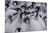 Baby Emperor Penguins-DLILLC-Mounted Photographic Print