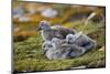 Baby Falkland Steamer Ducks Huddled Together-Darrell Gulin-Mounted Photographic Print