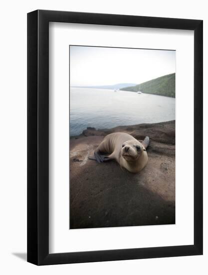 Baby Galapagos Sea Lion on Beach in the Galapagos Islands, Ecuador-Justin Bailie-Framed Photographic Print