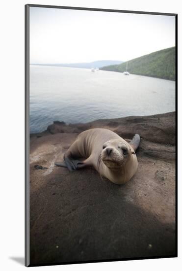 Baby Galapagos Sea Lion on Beach in the Galapagos Islands, Ecuador-Justin Bailie-Mounted Photographic Print