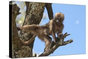 Baby Gelada Baboon (Theropithecus Gelada)-Gabrielle and Michel Therin-Weise-Stretched Canvas