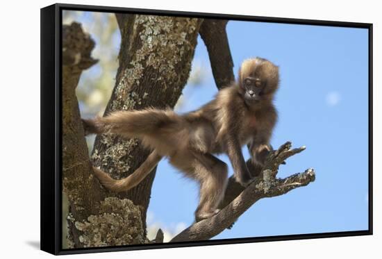 Baby Gelada Baboon (Theropithecus Gelada)-Gabrielle and Michel Therin-Weise-Framed Stretched Canvas