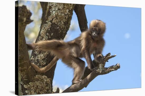 Baby Gelada Baboon (Theropithecus Gelada)-Gabrielle and Michel Therin-Weise-Stretched Canvas