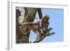 Baby Gelada Baboon (Theropithecus Gelada)-Gabrielle and Michel Therin-Weise-Framed Photographic Print